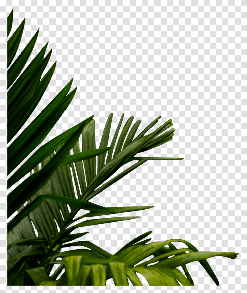 Roystonea, Green, Plant, Vegetation, Leaf Transparent Png