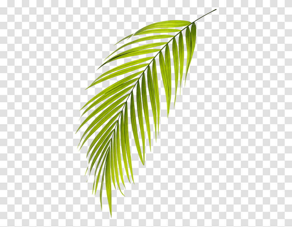 Roystonea, Leaf, Plant, Tree, Fern Transparent Png