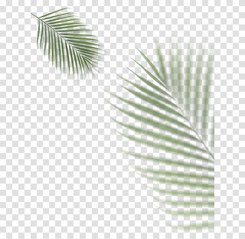 Roystonea, Leaf, Plant, Tree, Green Transparent Png