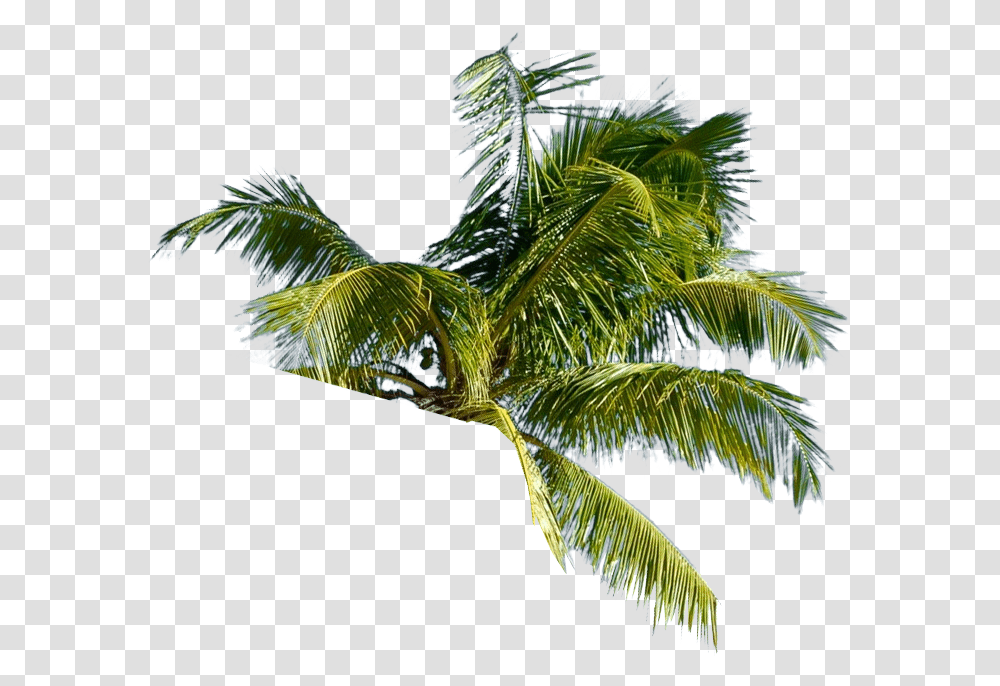 Roystonea, Palm Tree, Plant, Arecaceae, Tropical Transparent Png