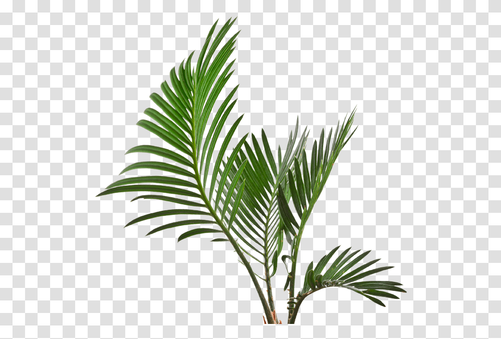 Roystonea, Plant, Tree, Palm Tree, Arecaceae Transparent Png
