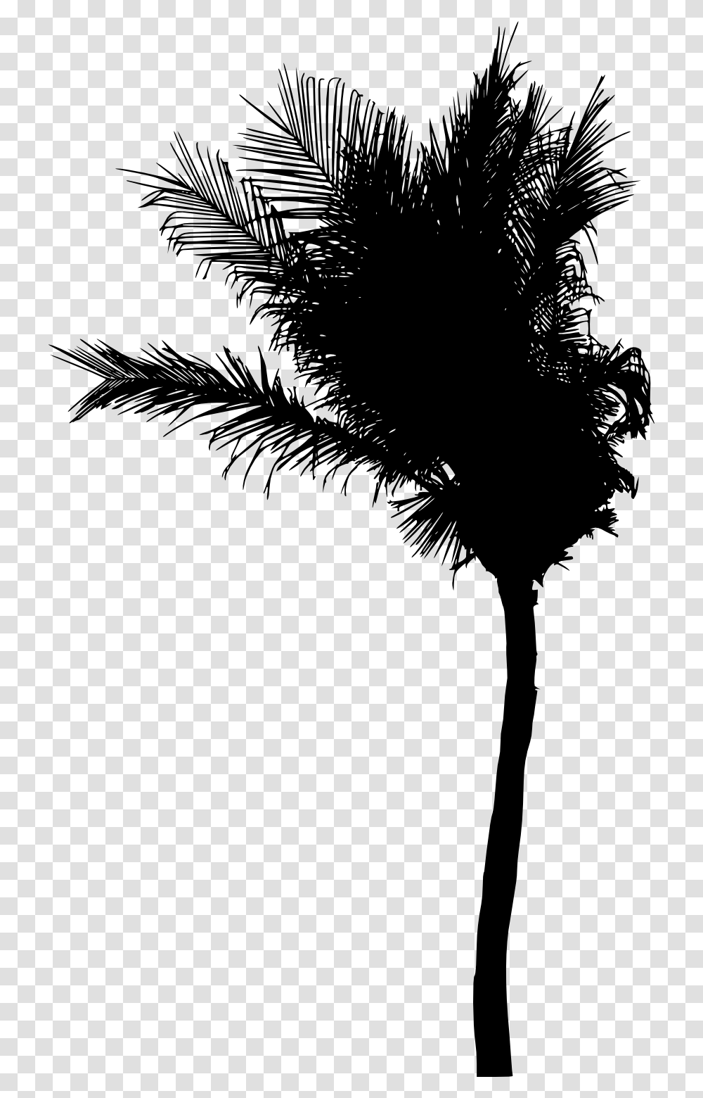 Roystonea, Silhouette, Palm Tree, Plant, Arecaceae Transparent Png