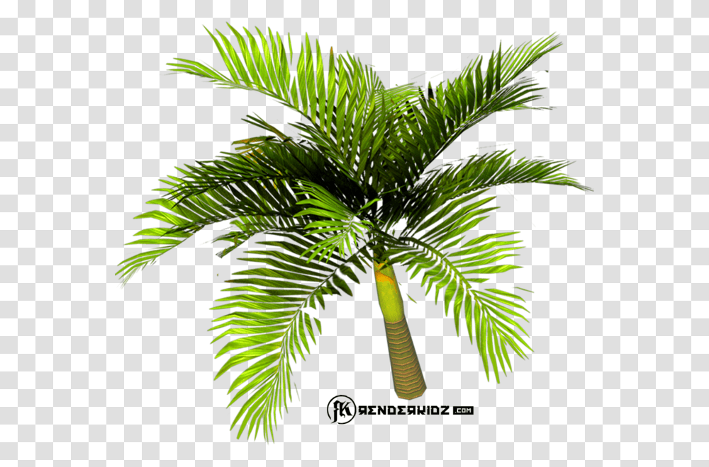 Roystonea, Tree, Plant, Green, Palm Tree Transparent Png