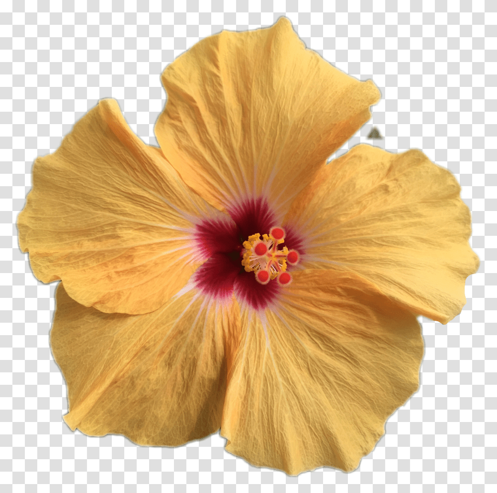 Rozafreetoedit Chinese Hibiscus Transparent Png