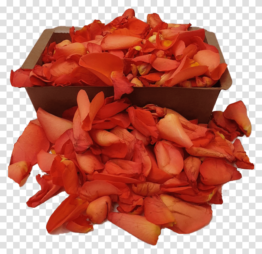 Rozennl Orange Rose Petals Flower, Plant, Blossom, Flower Bouquet, Flower Arrangement Transparent Png