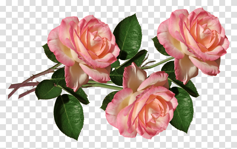 Rozovaya Roza, Rose, Flower, Plant, Blossom Transparent Png