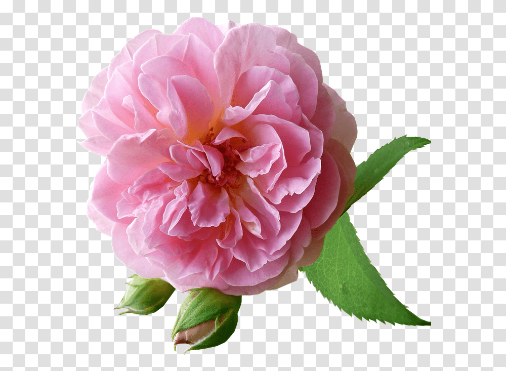 Rozovij Cvetok, Plant, Rose, Flower, Blossom Transparent Png