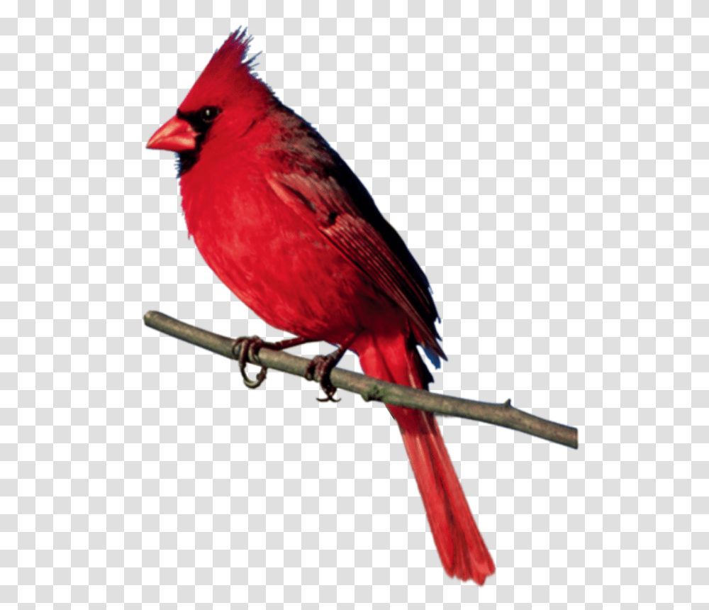Rr Countrychristmas Album, Bird, Animal, Cardinal Transparent Png