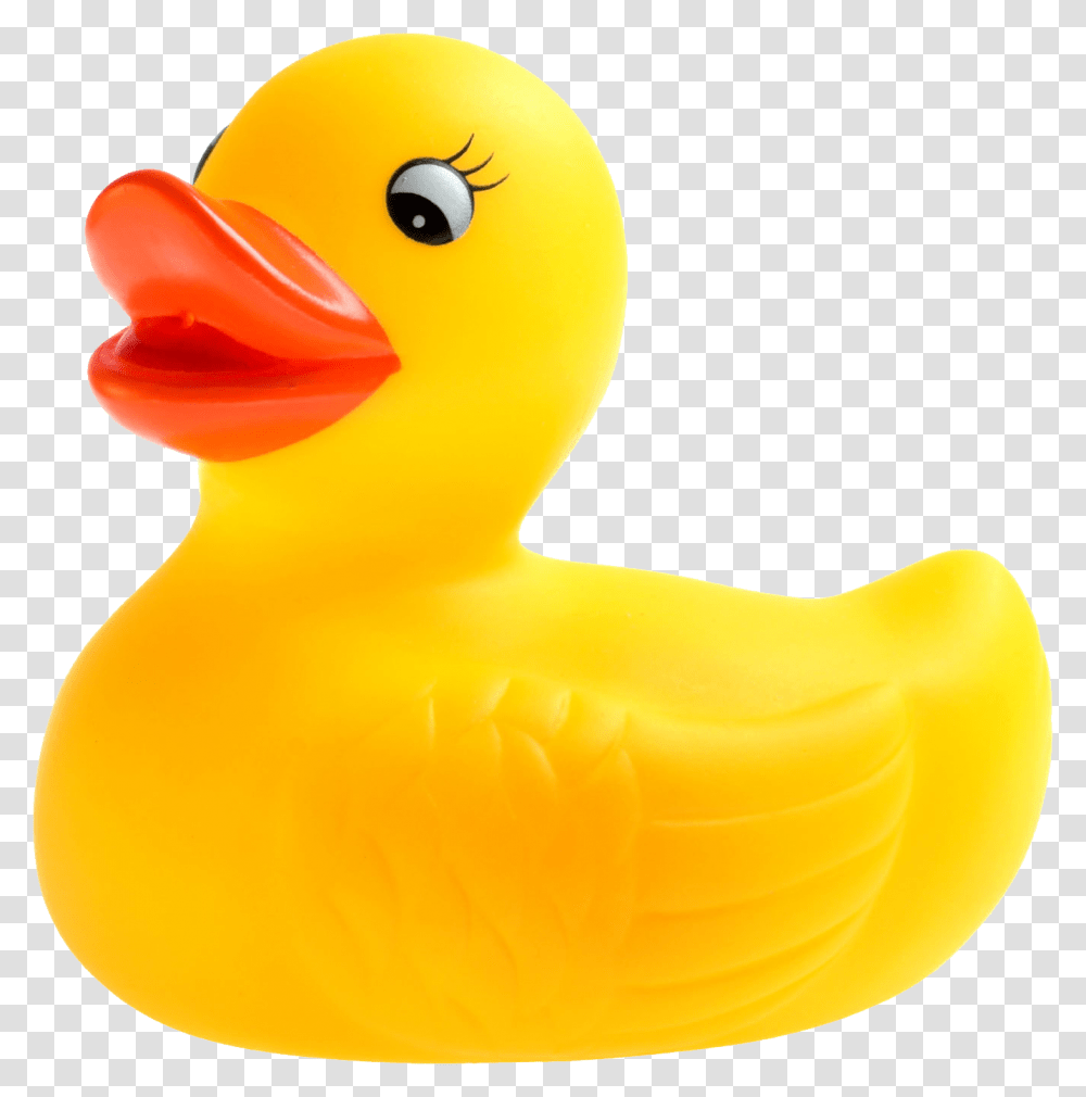 Rubber Duck, Bird, Animal, Toy, Beak Transparent Png