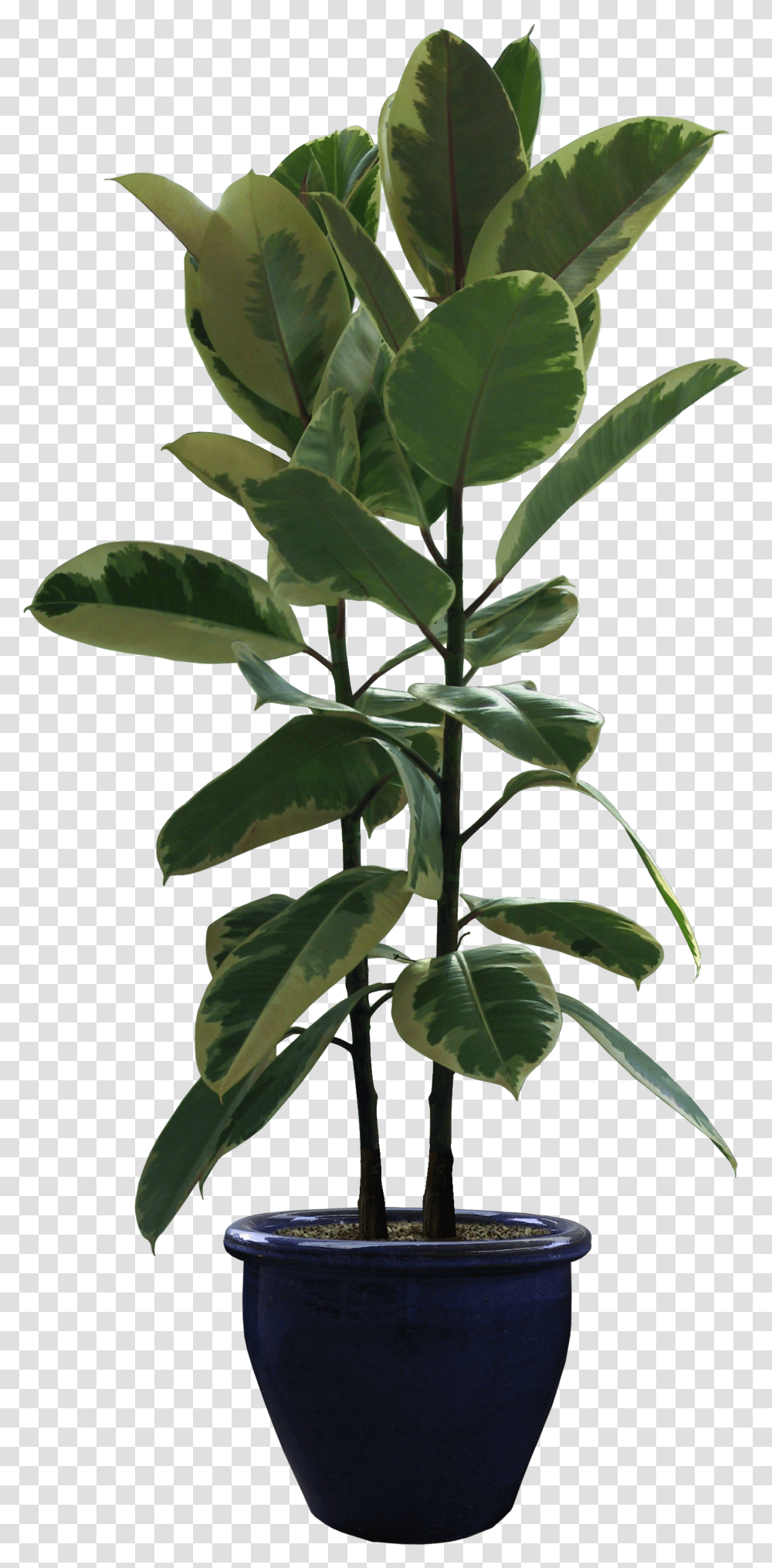 Rubber Fig Houseplant Flowerpot Portable Network Graphics Potted Plants, Leaf, Blossom, Tree, Araceae Transparent Png