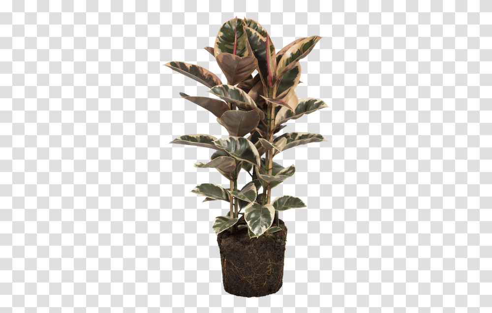 Rubber Plant Houseplant, Leaf, Tree, Flower, Acanthaceae Transparent Png