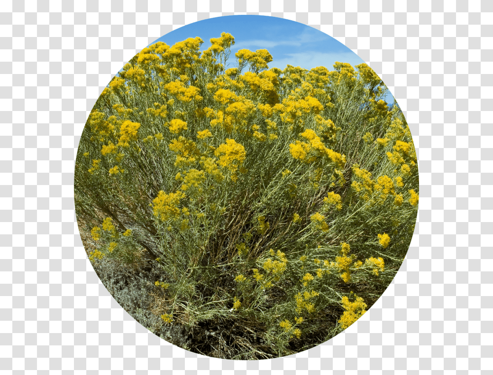 Rubber Rabbitbrush, Plant, Flower, Blossom Transparent Png