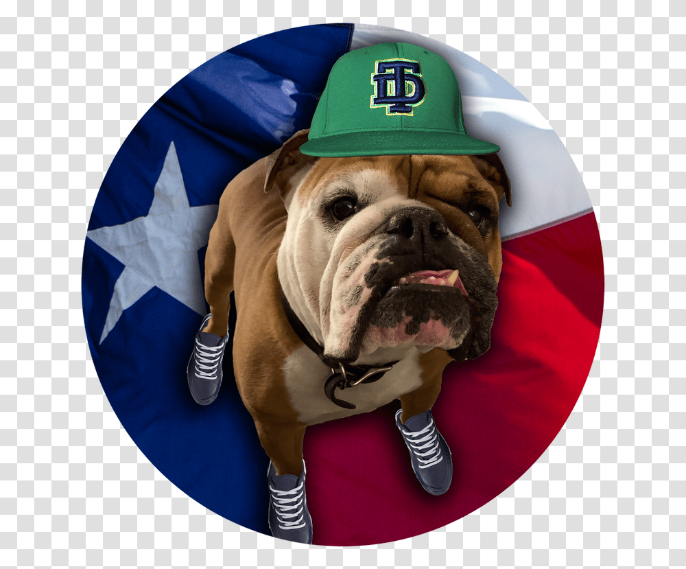 Rubble Player Profile Texas Dawgs Baseball Houston's Top Toy Bulldog, Pet, Canine, Animal, Mammal Transparent Png