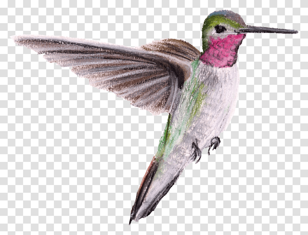 Ruby Hummingbirds, Animal, Bee Eater Transparent Png