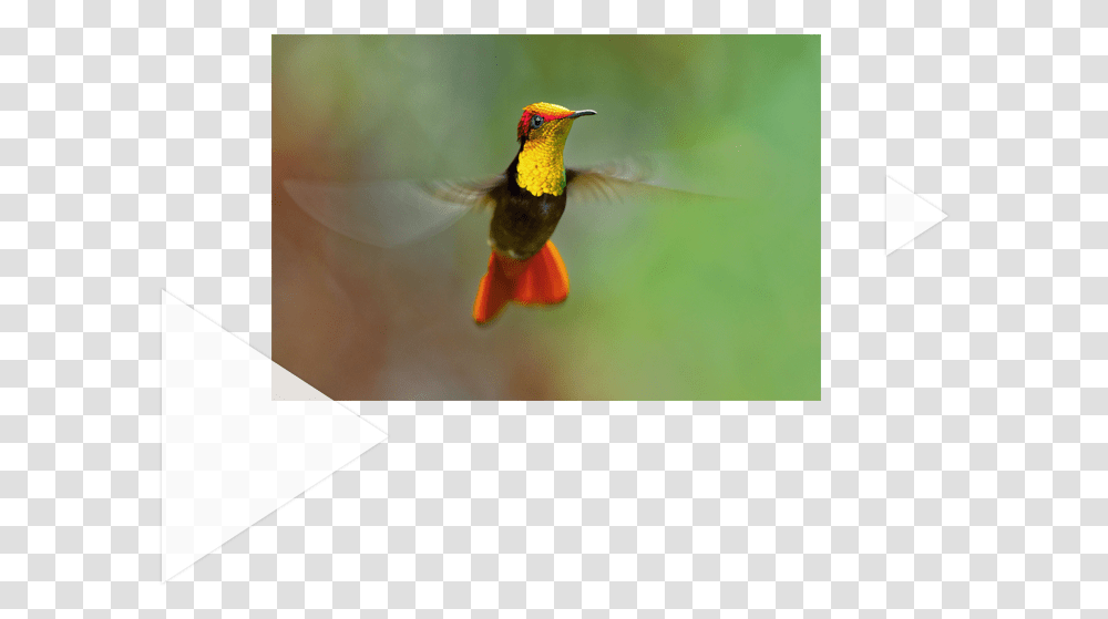 Ruby Throated Hummingbird, Animal, Bee Eater, Flying Transparent Png