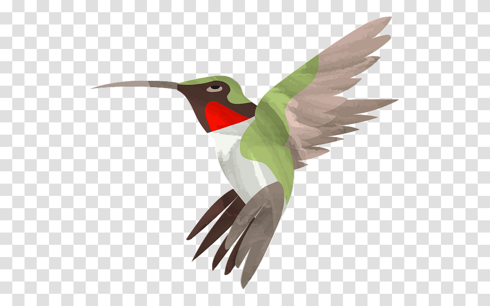 Ruby Throated Hummingbird, Animal, Bee Eater, Woodpecker, Flicker Bird Transparent Png