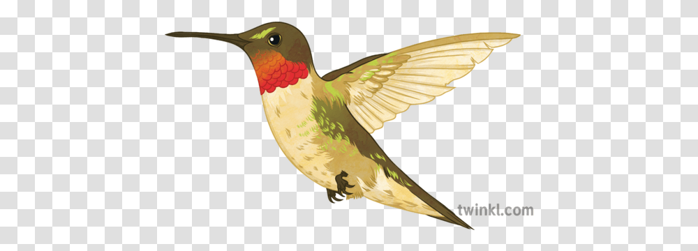Ruby Throated Hummingbird Illustration Twinkl Hummingbird, Animal, Finch, Beak, Dove Transparent Png