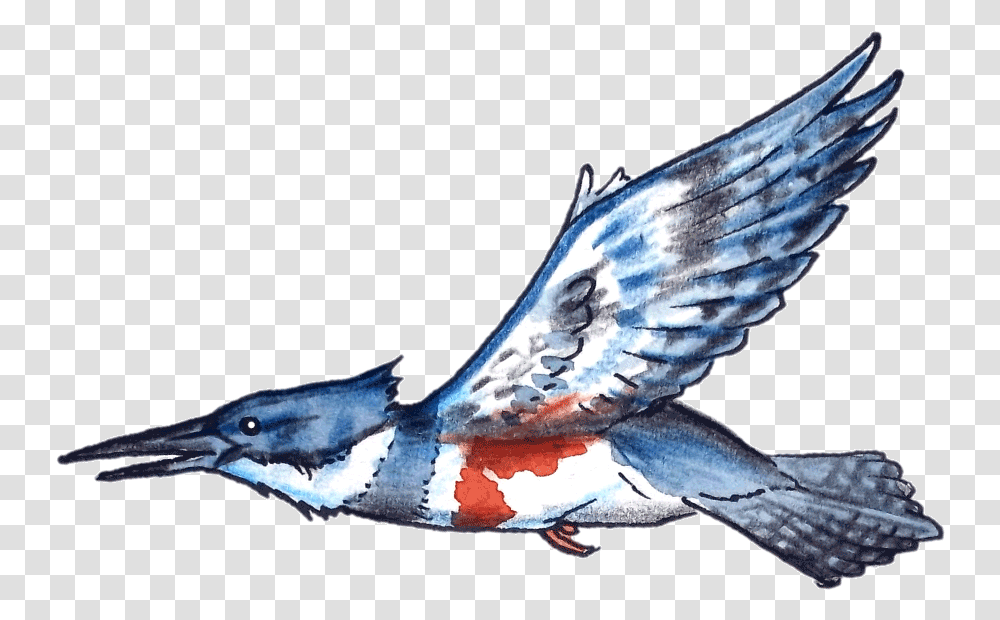 Ruby Throated Hummingbird, Jay, Animal, Blue Jay, Bluebird Transparent Png