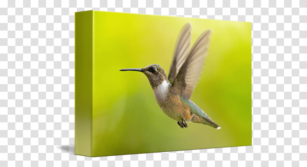 Rubythroated Hummingbird Hovering By Phil Fowler Hummingbird, Animal Transparent Png