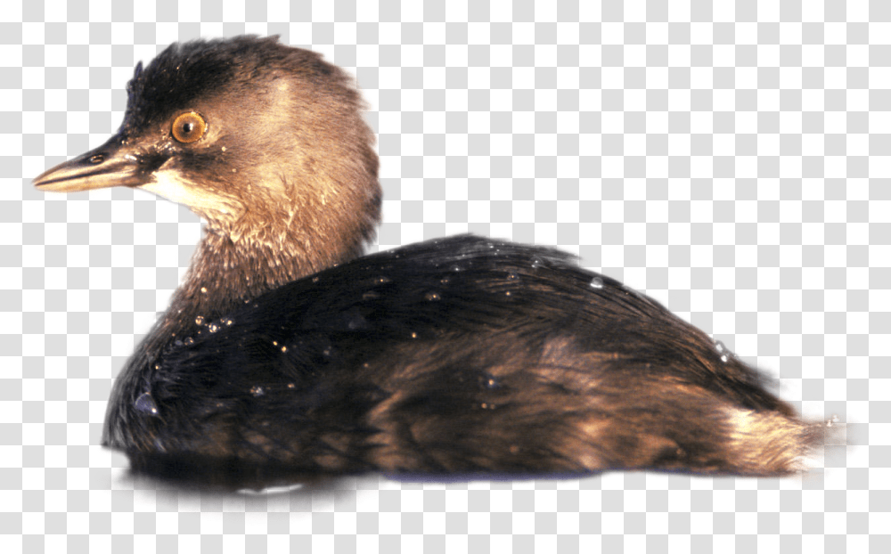 Ruddy Duck, Bird, Animal, Waterfowl, Cormorant Transparent Png