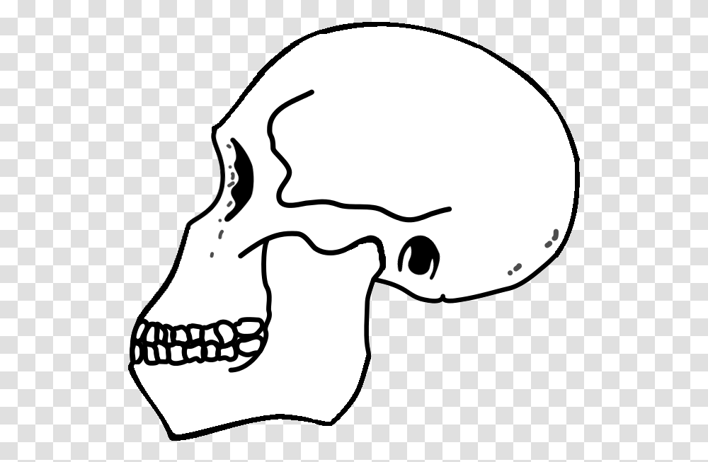 Rudolfensis Skull Skull, Teeth, Mouth, Lip, Jaw Transparent Png