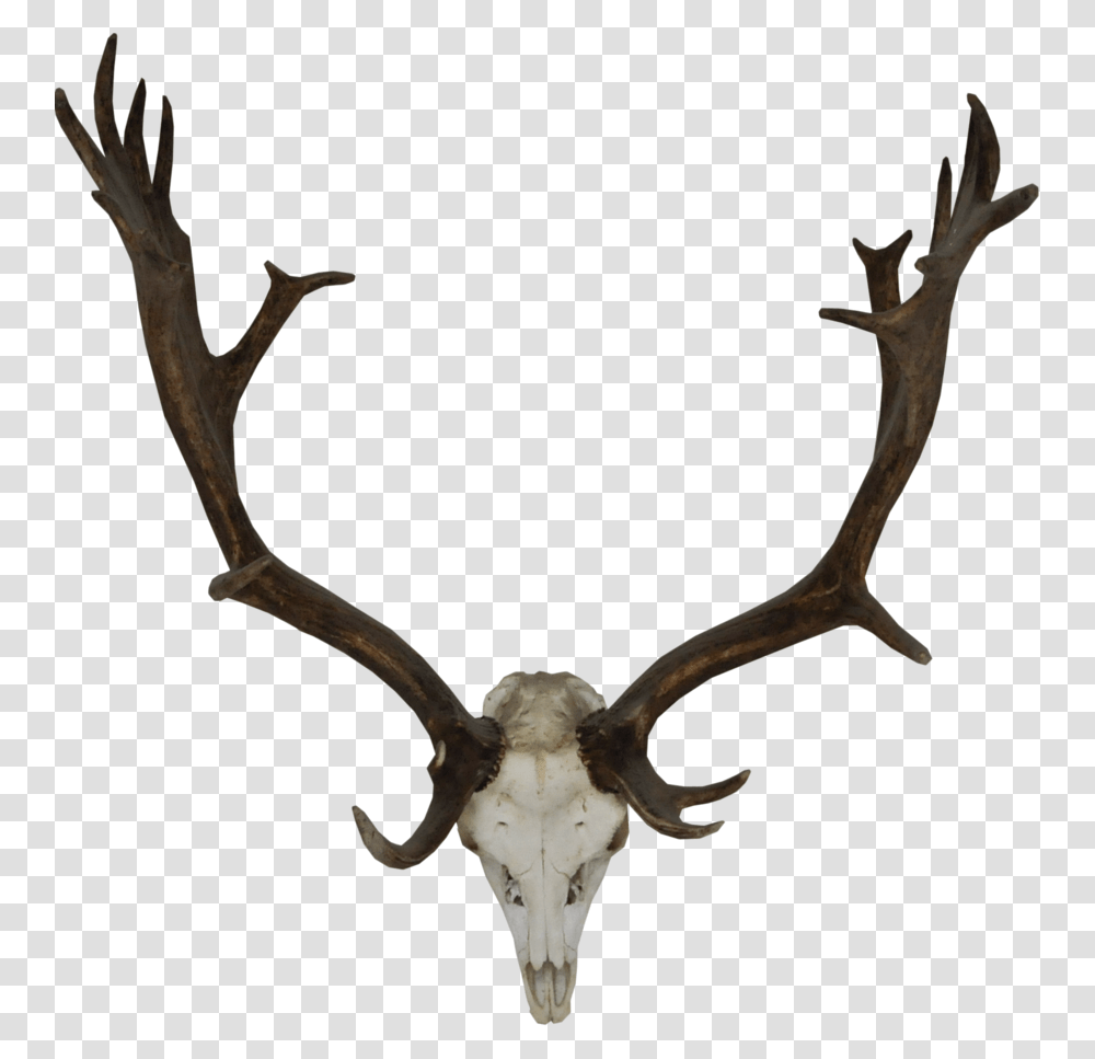 Rudolph Antlers Deer Horn, Antelope, Wildlife, Mammal, Animal Transparent Png