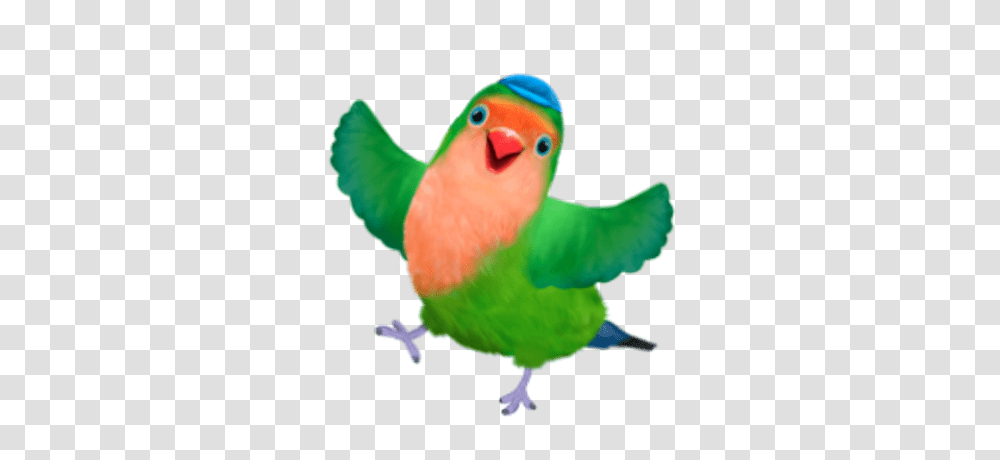 Rudy The Cockatoo, Bird, Animal, Parrot, Parakeet Transparent Png