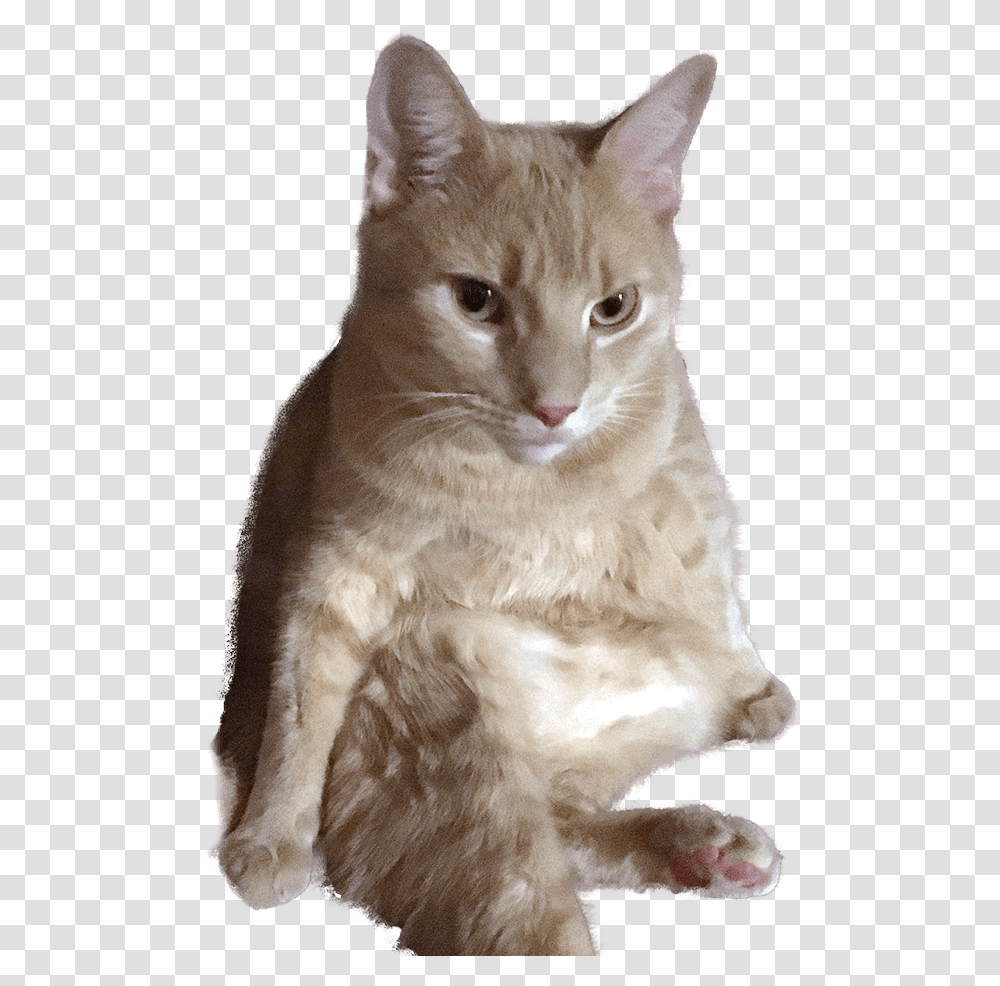Rufus The Meowdel Domestic Short Haired Cat, Pet, Mammal, Animal, Kitten Transparent Png