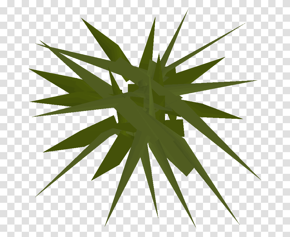 Runescape Weeds, Plant, Leaf, Green, Aloe Transparent Png