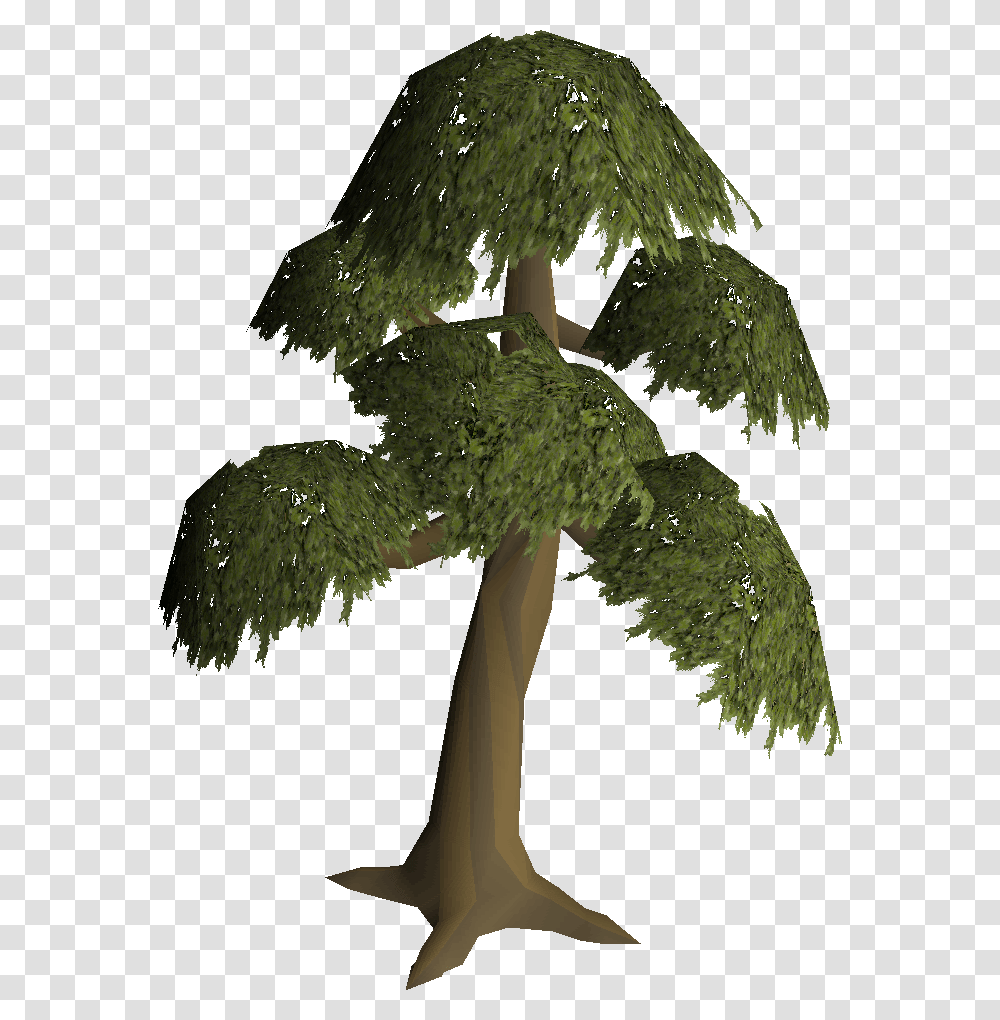 Runescape Yew Tree, Plant, Tree Trunk, Leaf, Cross Transparent Png
