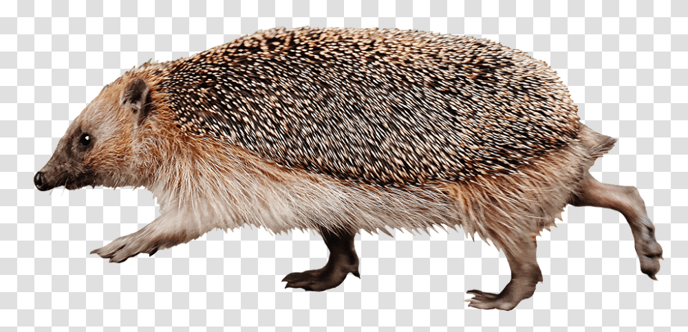 Running Hedgehog High Speed Hedgehog, Mammal, Animal, Bird, Rodent Transparent Png