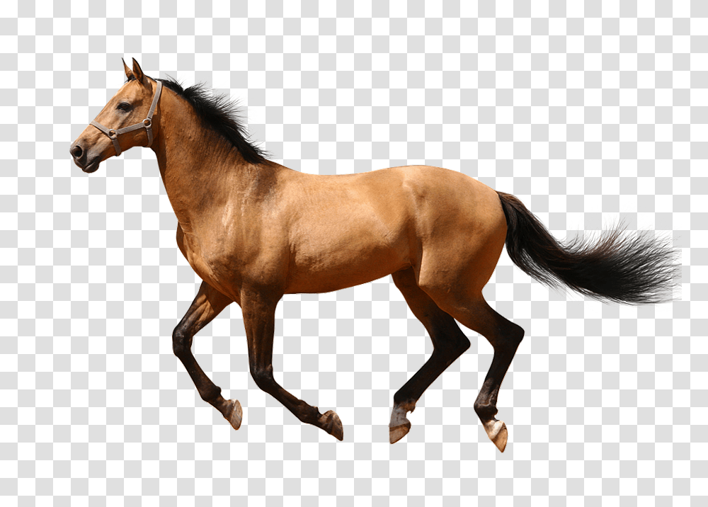 Running Horse Clipart, Mammal, Animal, Colt Horse, Stallion Transparent Png