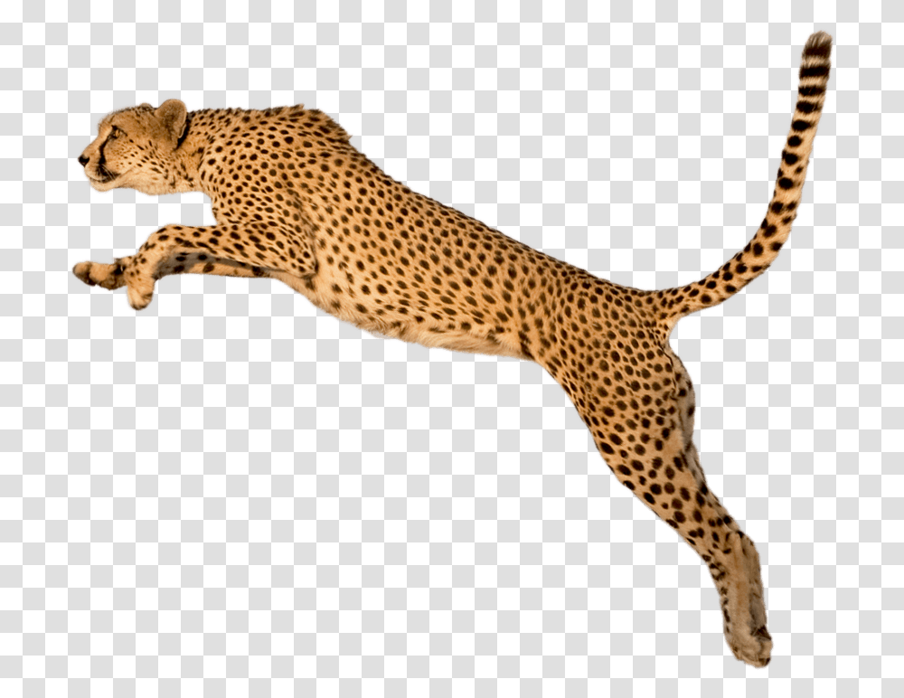 Running Leopard Image Background Cheetah, Wildlife, Mammal, Animal, Panther Transparent Png