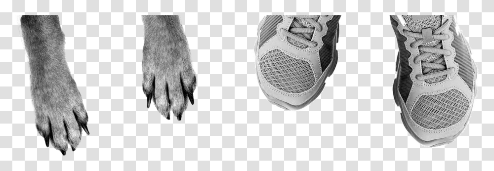 Running Shoe, Apparel, Footwear, Bird Transparent Png