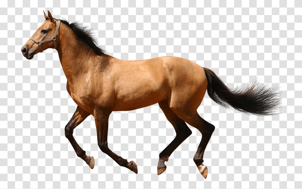 Running Transparentpng Image Running Background Horse, Mammal, Animal, Colt Horse, Stallion Transparent Png