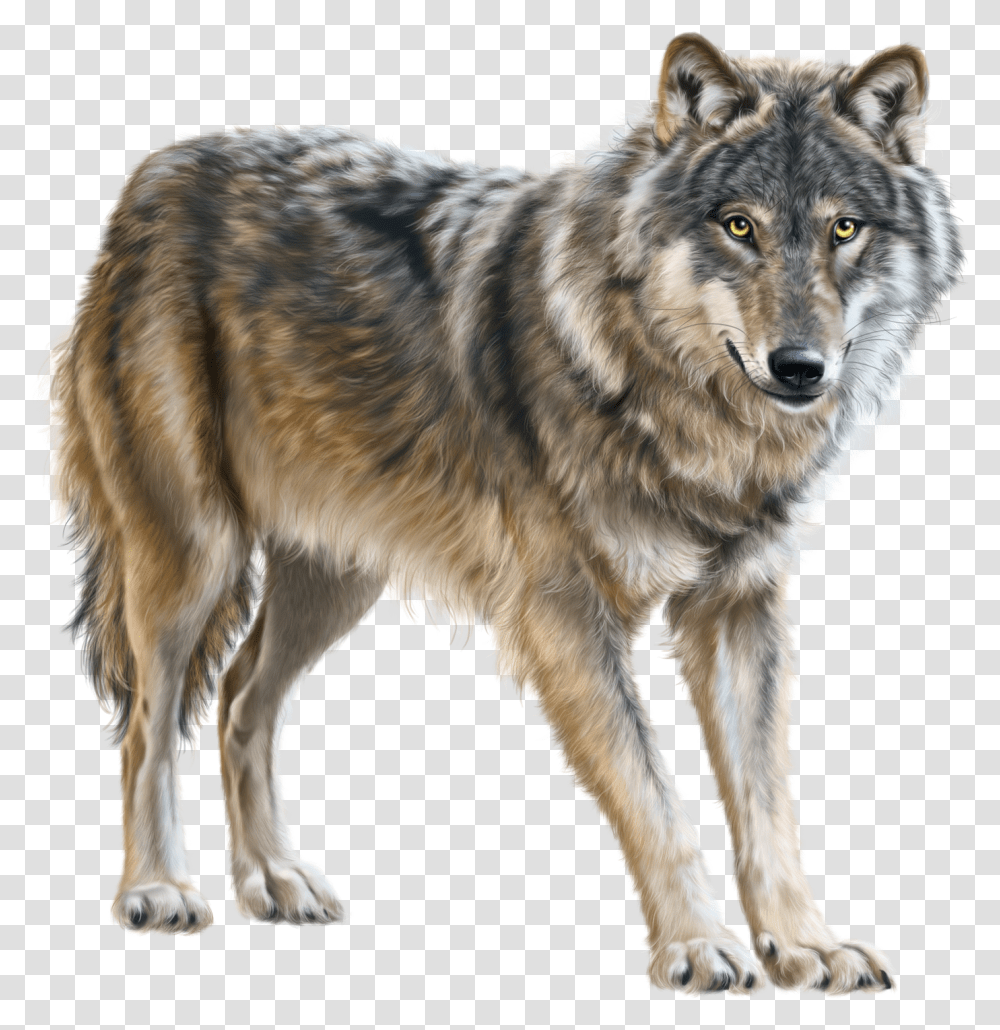 Running Wolf Clipart Wolf Background, Dog, Pet, Canine, Animal Transparent Png