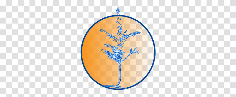 Russell Grimaldi - Human Development Tree, Plant, Ornament, Pattern, Nature Transparent Png