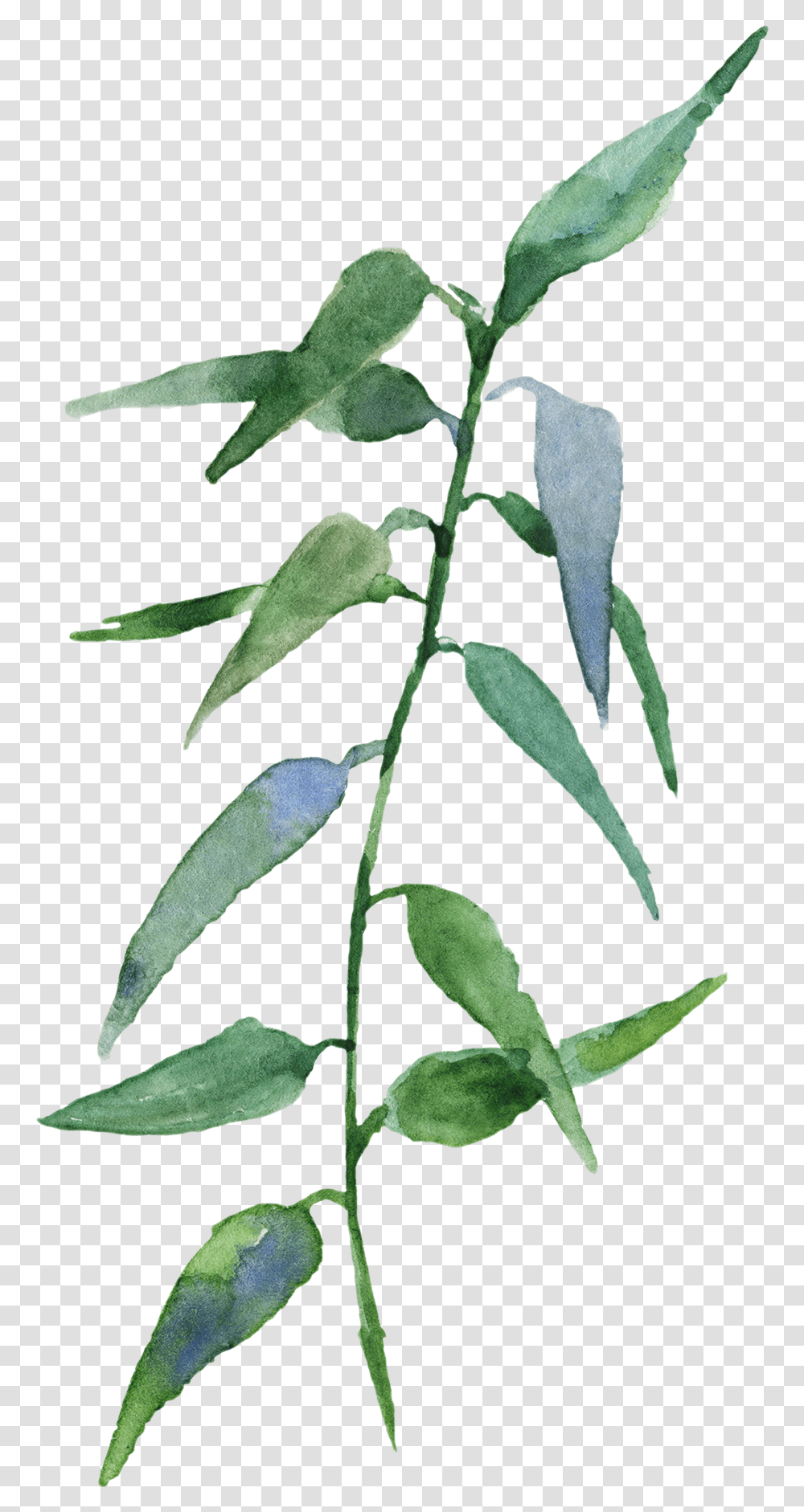 Russian Olive, Leaf, Plant, Acanthaceae, Flower Transparent Png