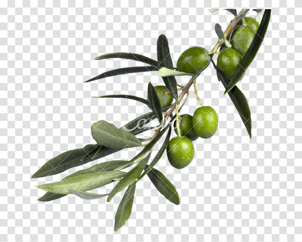 Russian Olive Olive Branch, Plant, Leaf, Fruit, Food Transparent Png
