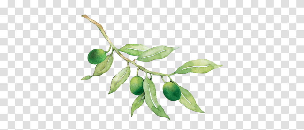 Russian Olive, Plant, Food, Fruit, Leaf Transparent Png
