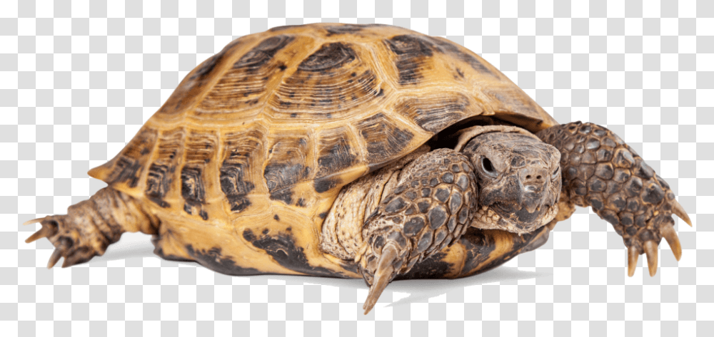 Russian Tortoise, Turtle, Reptile, Sea Life, Animal Transparent Png