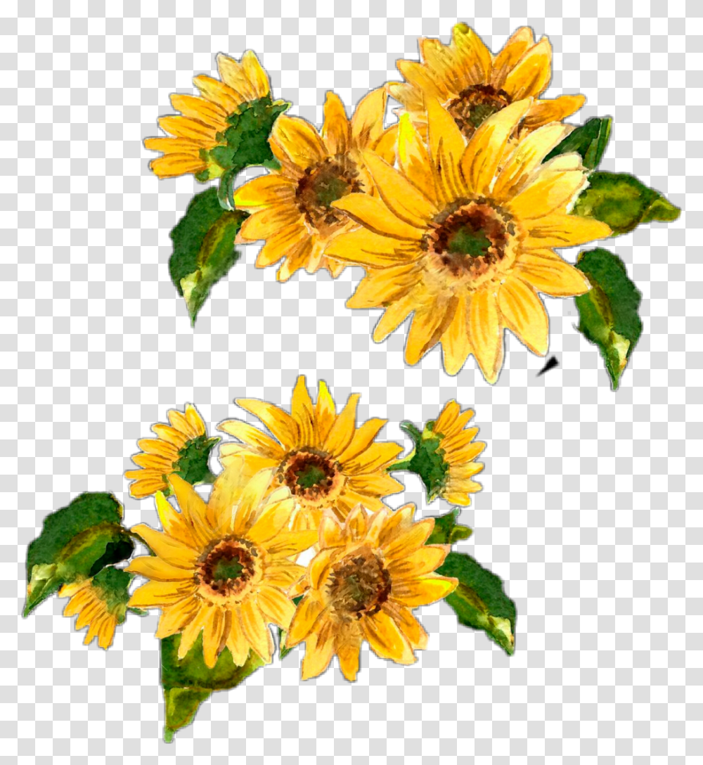 Rustic Flowers Clipart Watercolor Sunflower Border, Plant, Blossom, Treasure Flower, Daisy Transparent Png