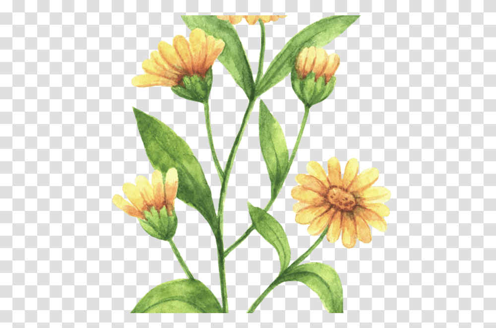 Rustic Marigold Seeds Wedding Favour Marry Golds Wildflower Calendula Flower Drawing, Plant, Petal, Daisy, Asteraceae Transparent Png
