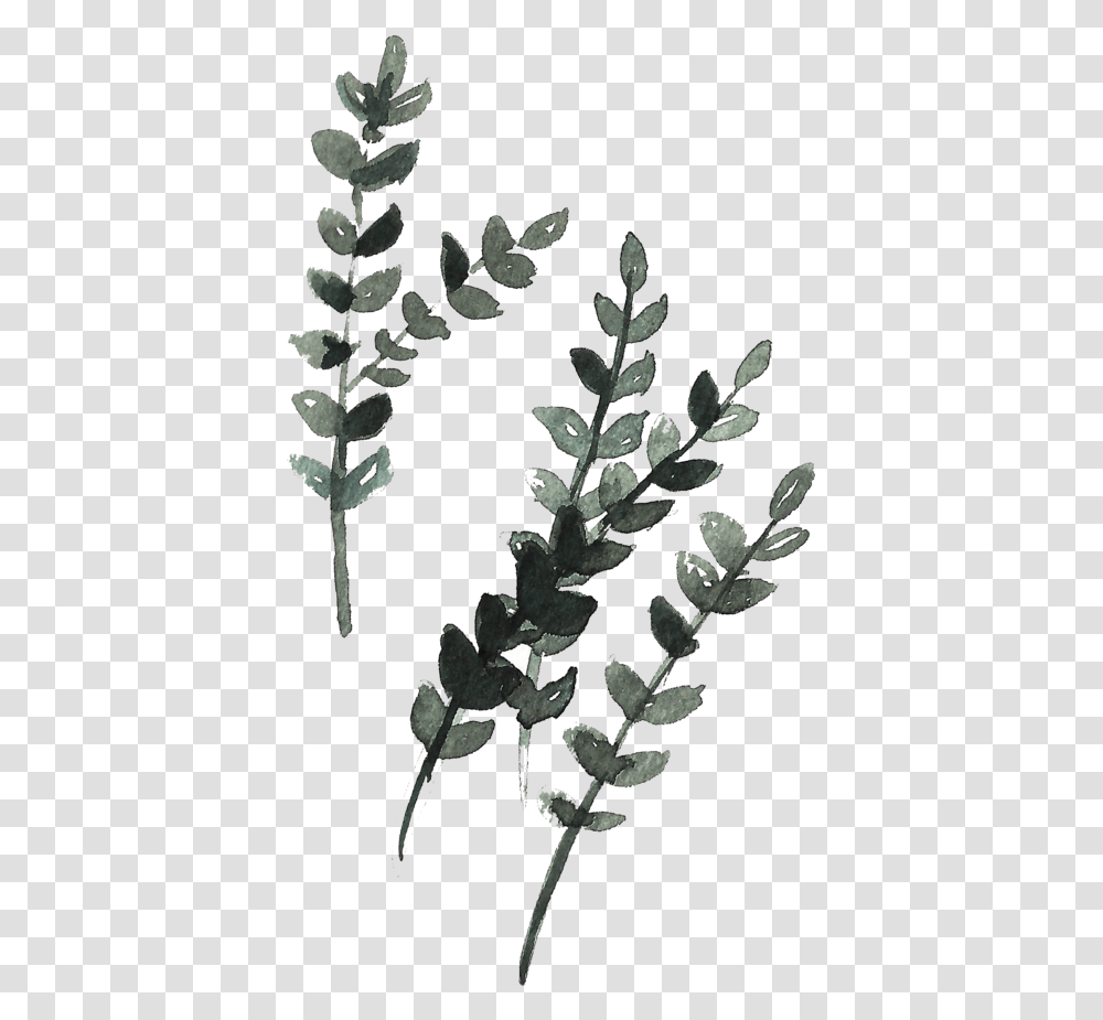 Rustic Rustic, Plant, Acanthaceae, Flower, Blossom Transparent Png