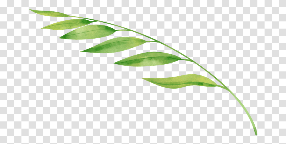 Rustic Watercolor Fern Leaf Photos By Canva Illustration, Plant, Green, Vase, Jar Transparent Png