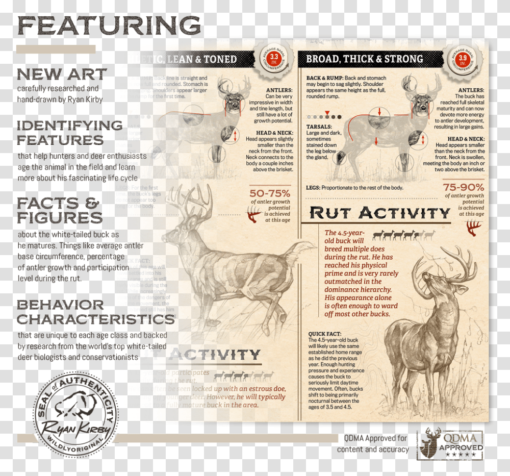 Ryan Kirby Growth Maturity Whitetail Buck Features, Animal, Mammal, Deer, Wildlife Transparent Png