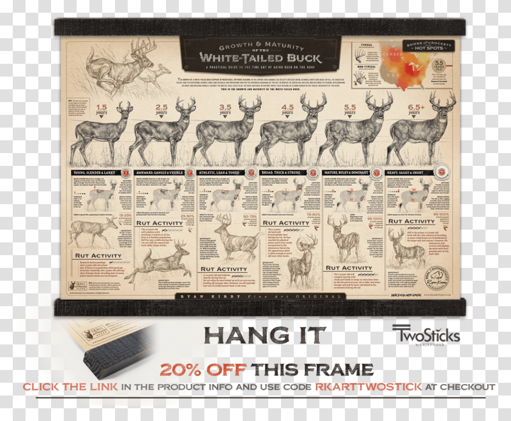 Ryan Kirby Growth Maturity Whitetail Buck Hanging Print, Advertisement, Poster, Antelope Transparent Png