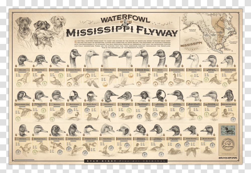 Ryan Kirby Waterfowl Mississippi Flyway Poster Duck Waterfowl Of The Pacific Flyway, Bird, Animal, Advertisement Transparent Png