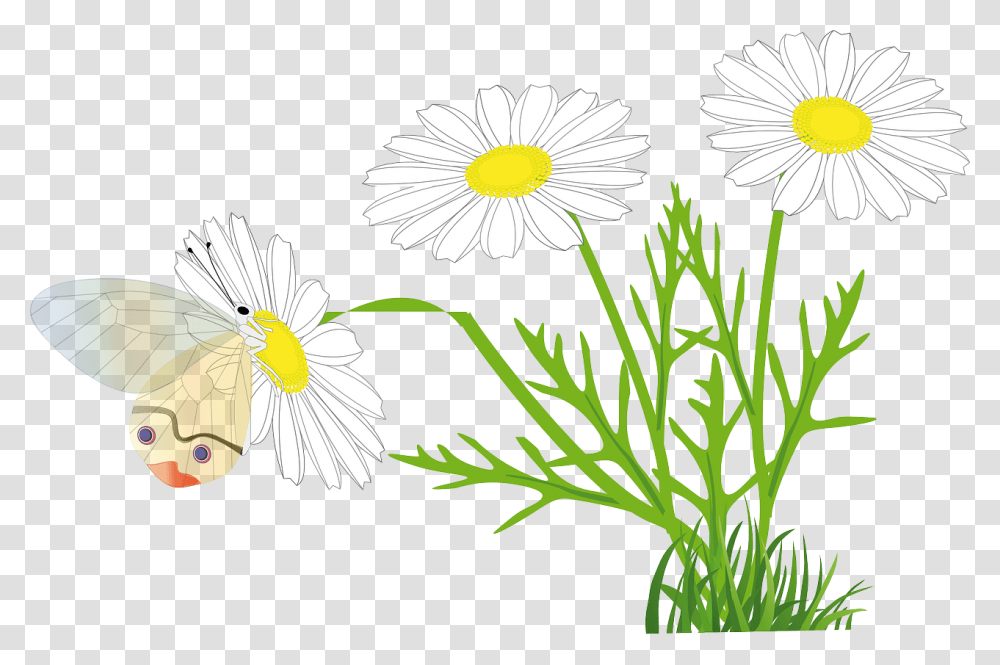 Rysunek Stokrotka, Plant, Daisy, Flower, Daisies Transparent Png