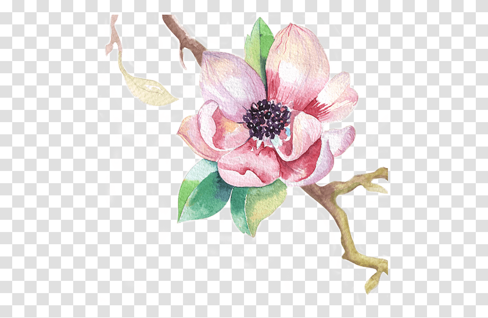 S Chinese Magnolia, Floral Design, Pattern Transparent Png